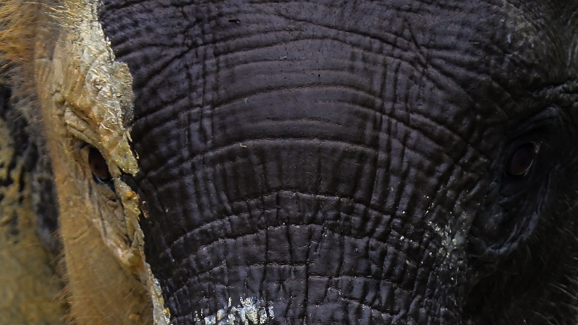 GAJAH