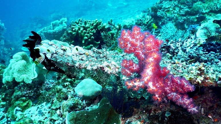 Terumbu Karang