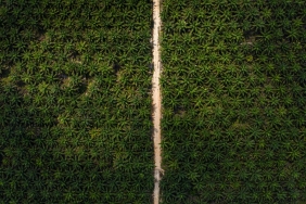 Kebun sawit di Kalimantan Tengah