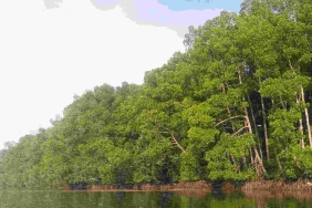 PROTECT FOREST