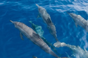 SEA MAMALIA