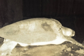 OLIVE RIDLEY TURTLE